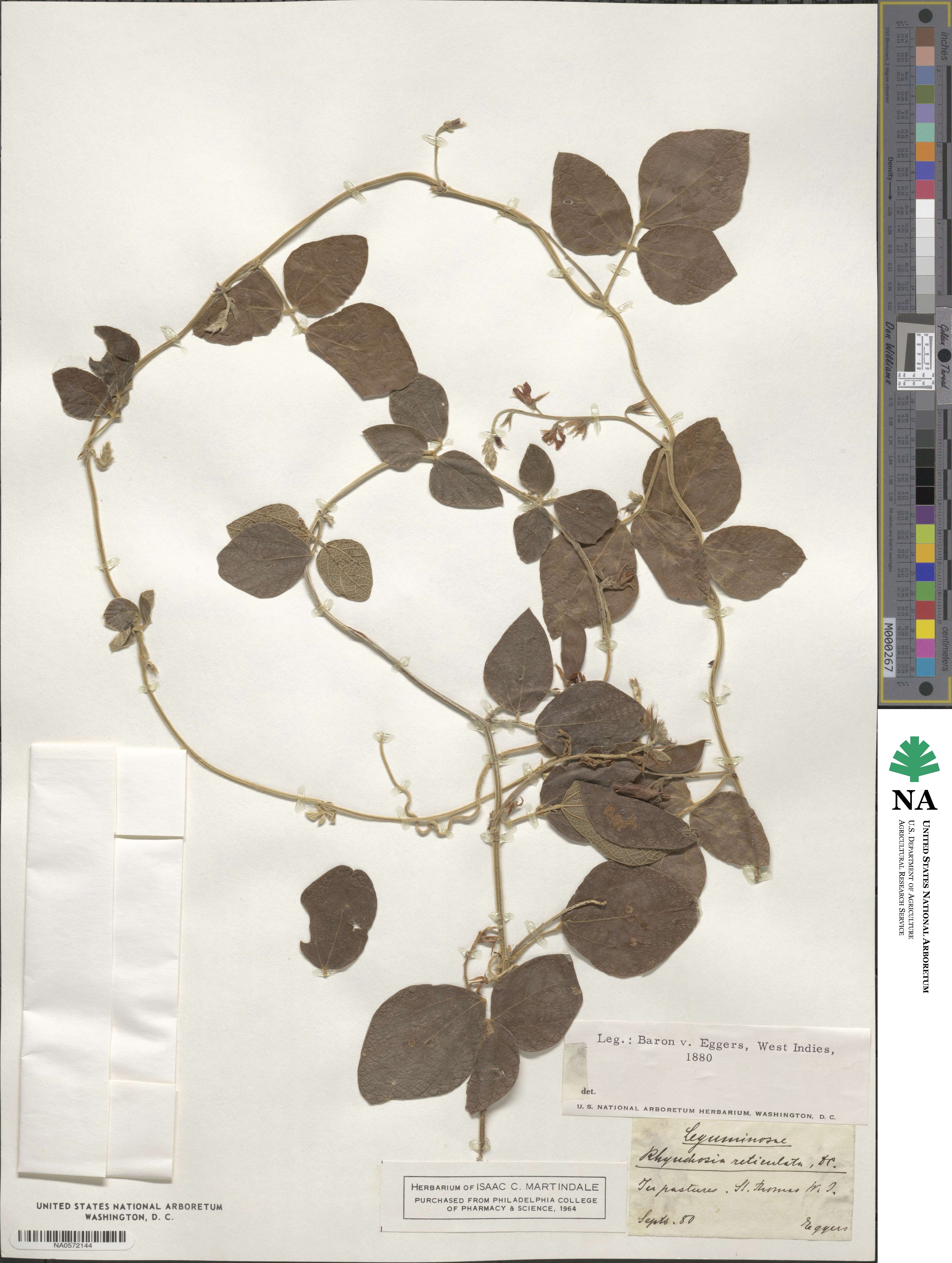 Rhynchosia reticulata image