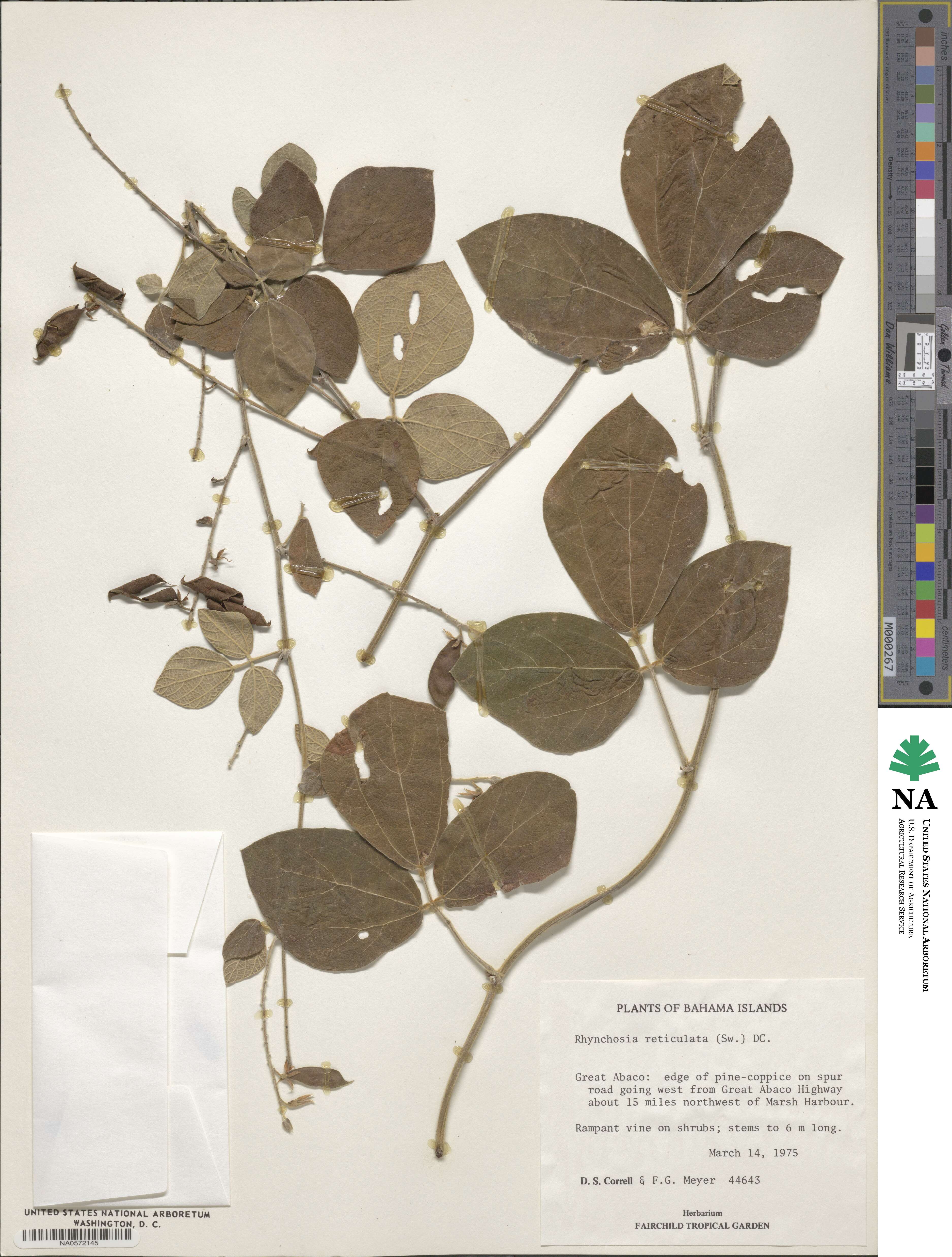 Rhynchosia reticulata image