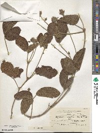 Rhynchosia corylifolia image