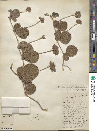 Rhynchosia corylifolia image