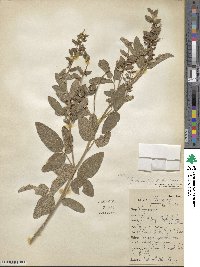 Rhynchosia balansae var. balansae image