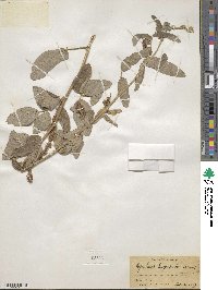 Rhynchosia balansae var. balansae image