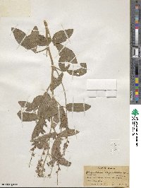 Rhynchosia balansae var. balansae image