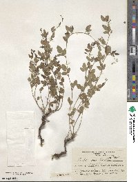 Rhynchosia senna image