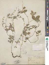 Rhynchosia senna image