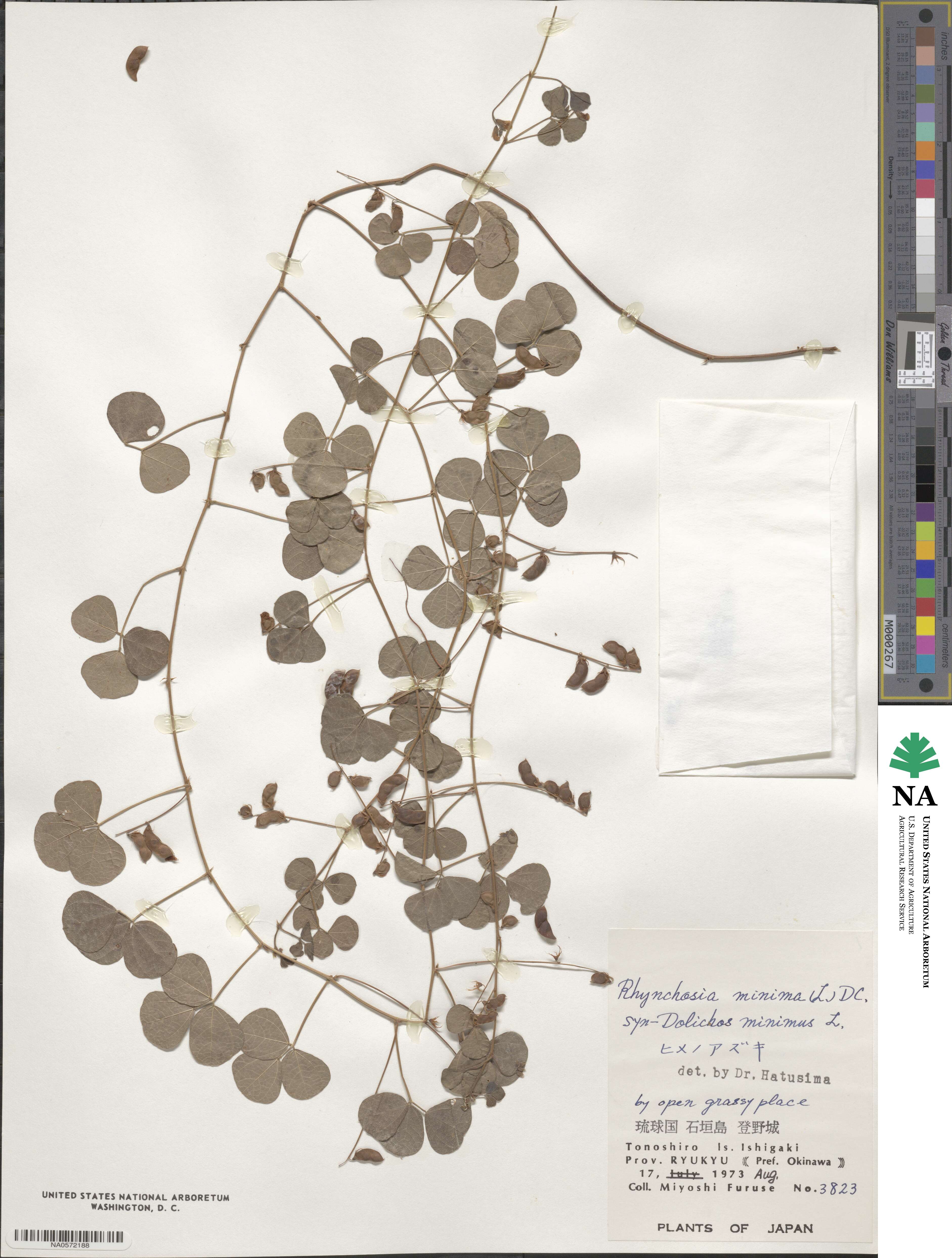 Rhynchosia minima image