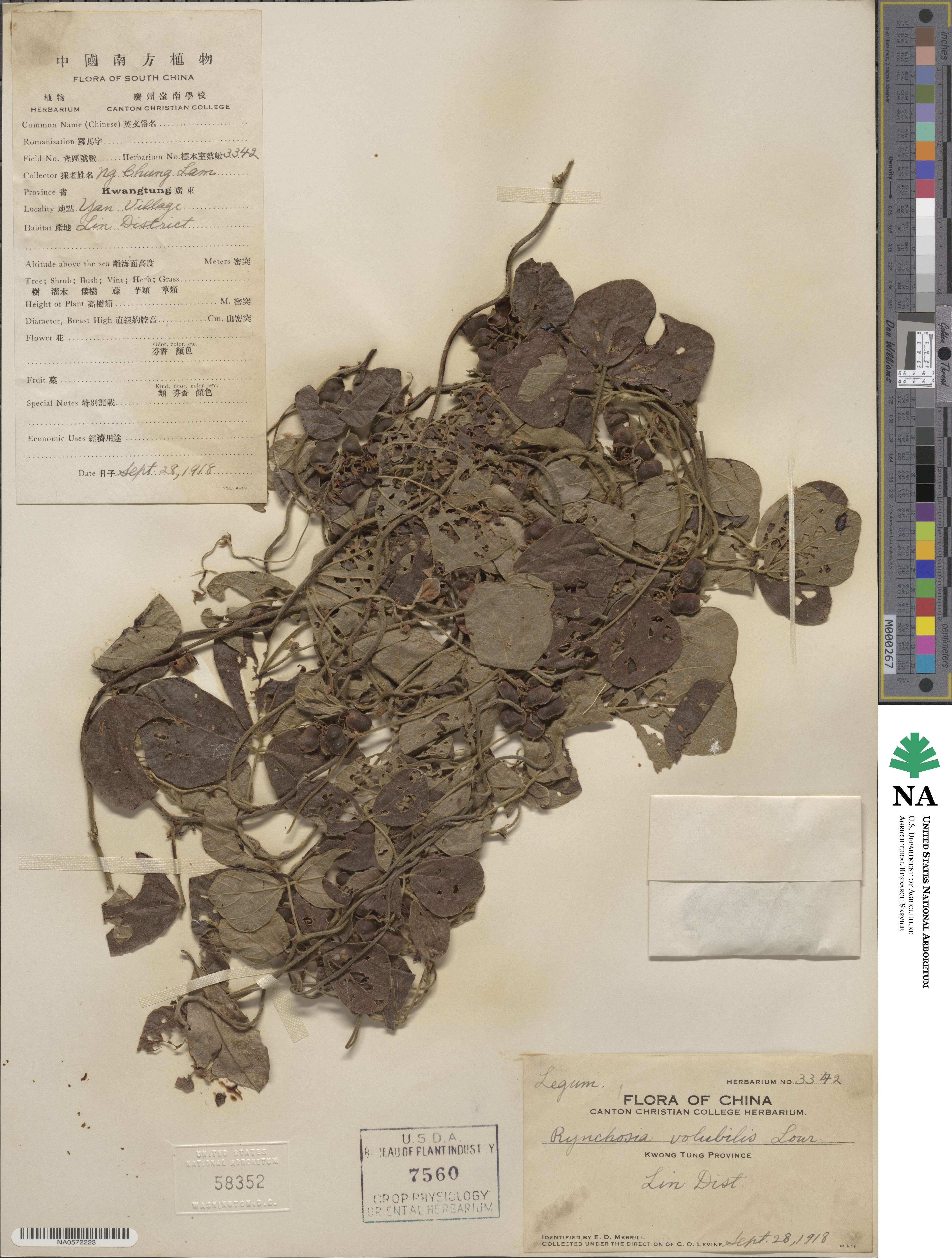 Rhynchosia volubilis image