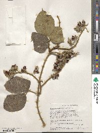 Rhynchosia albiflora image