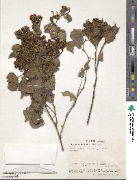 Rhynchosia resinosa image