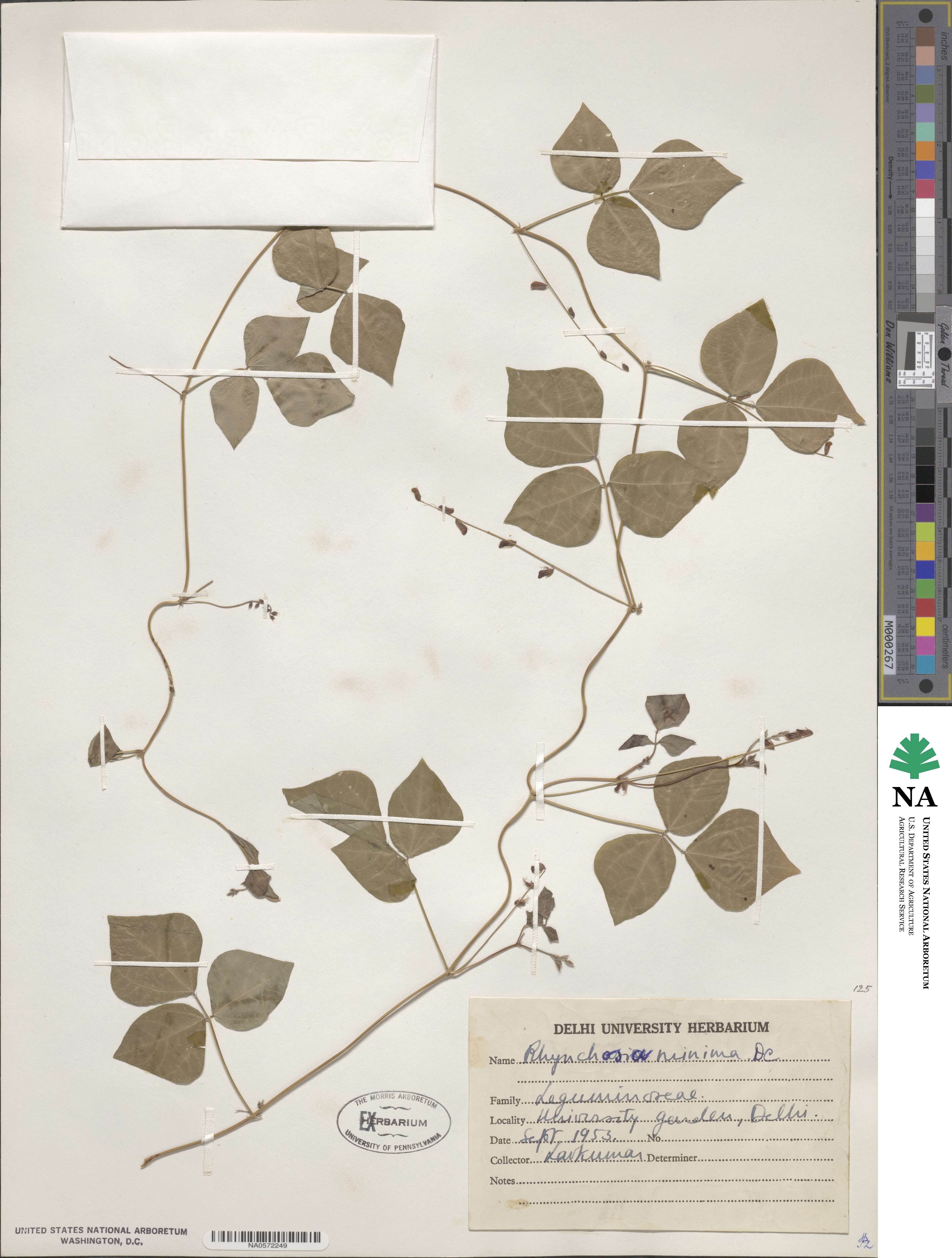Rhynchosia minima image
