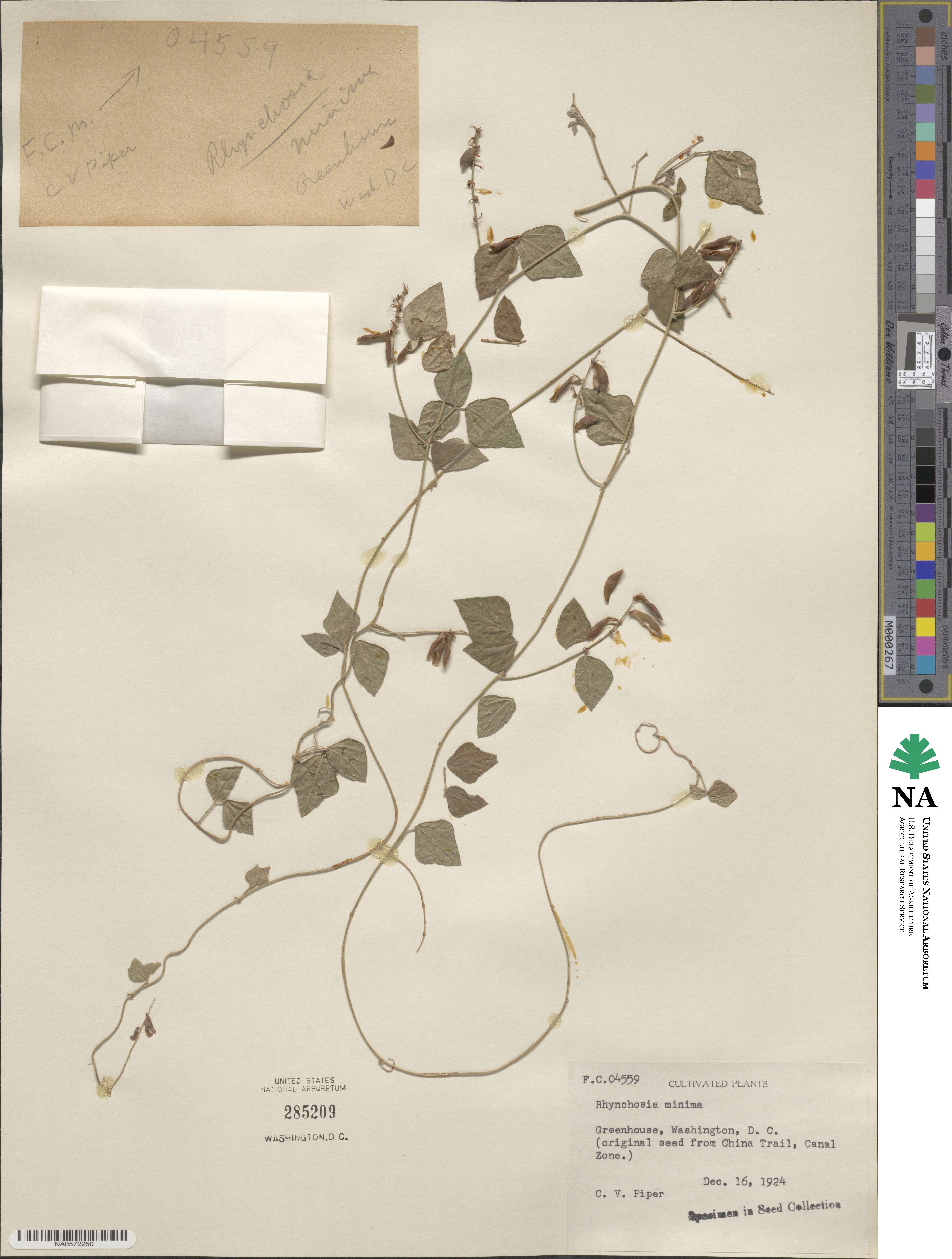 Rhynchosia image