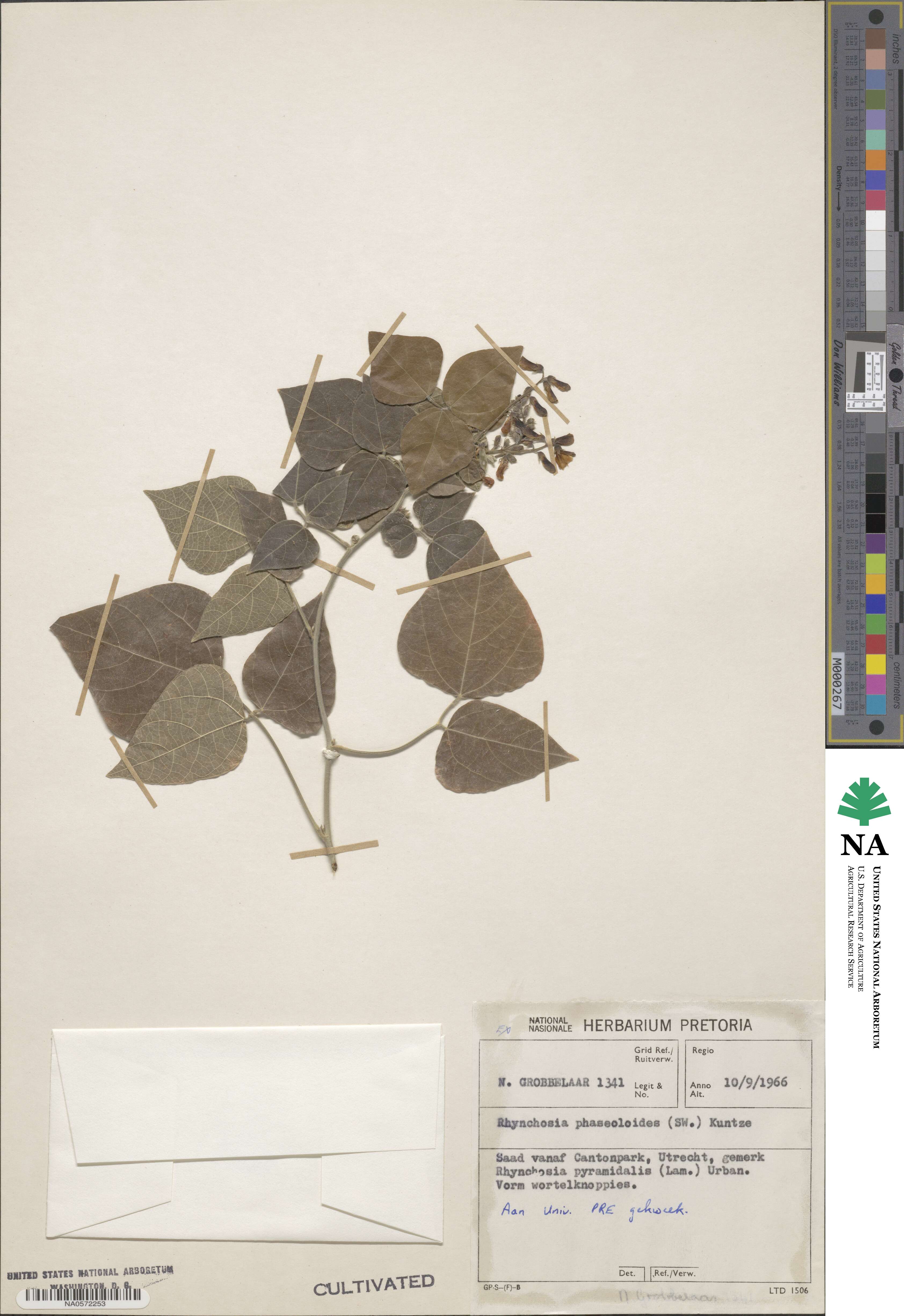 Rhynchosia phaseoloides image