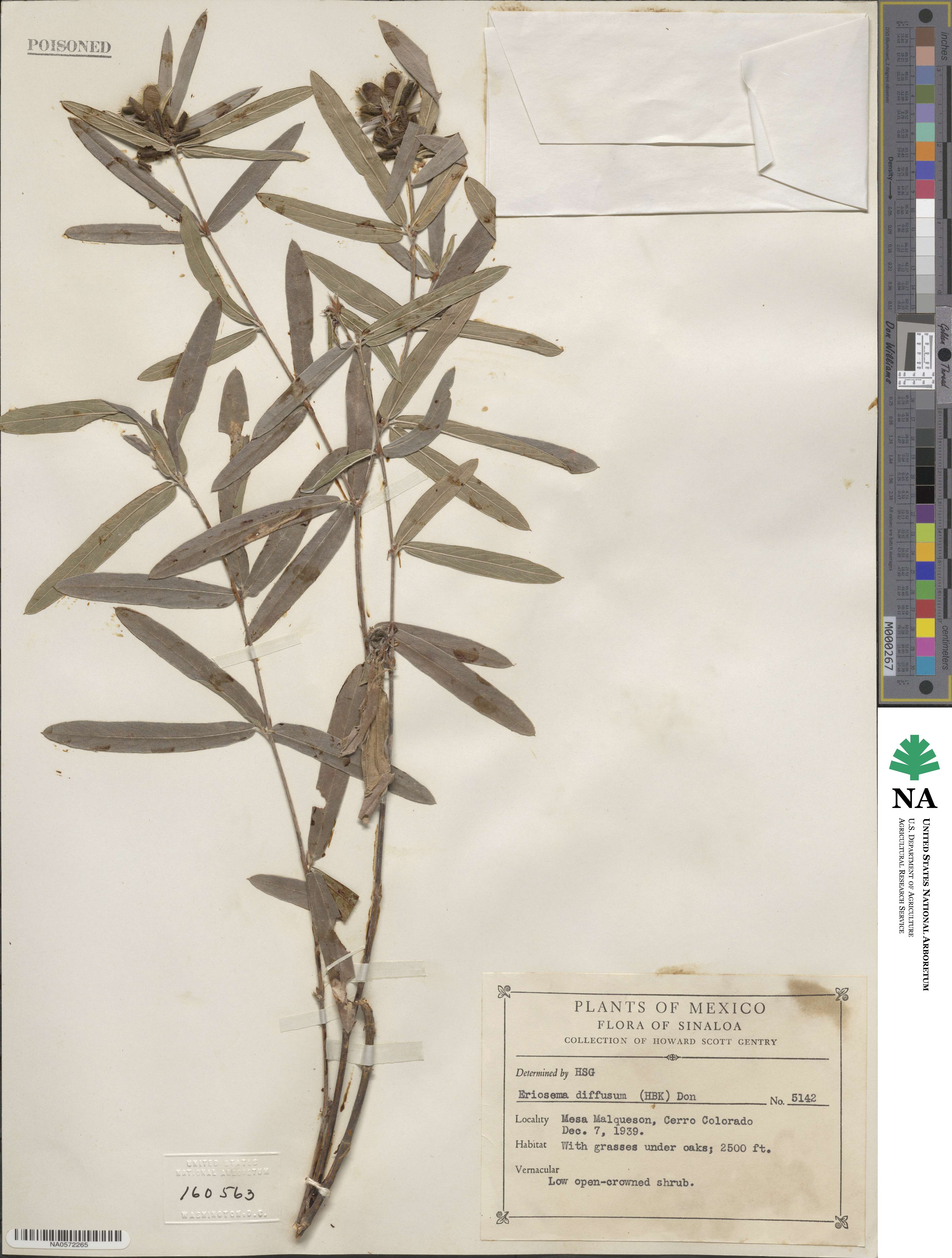 Eriosema diffusum image