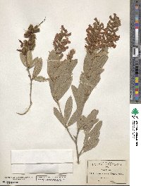 Image of Eriosema grandiflorum