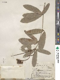 Eriosema grandiflorum image