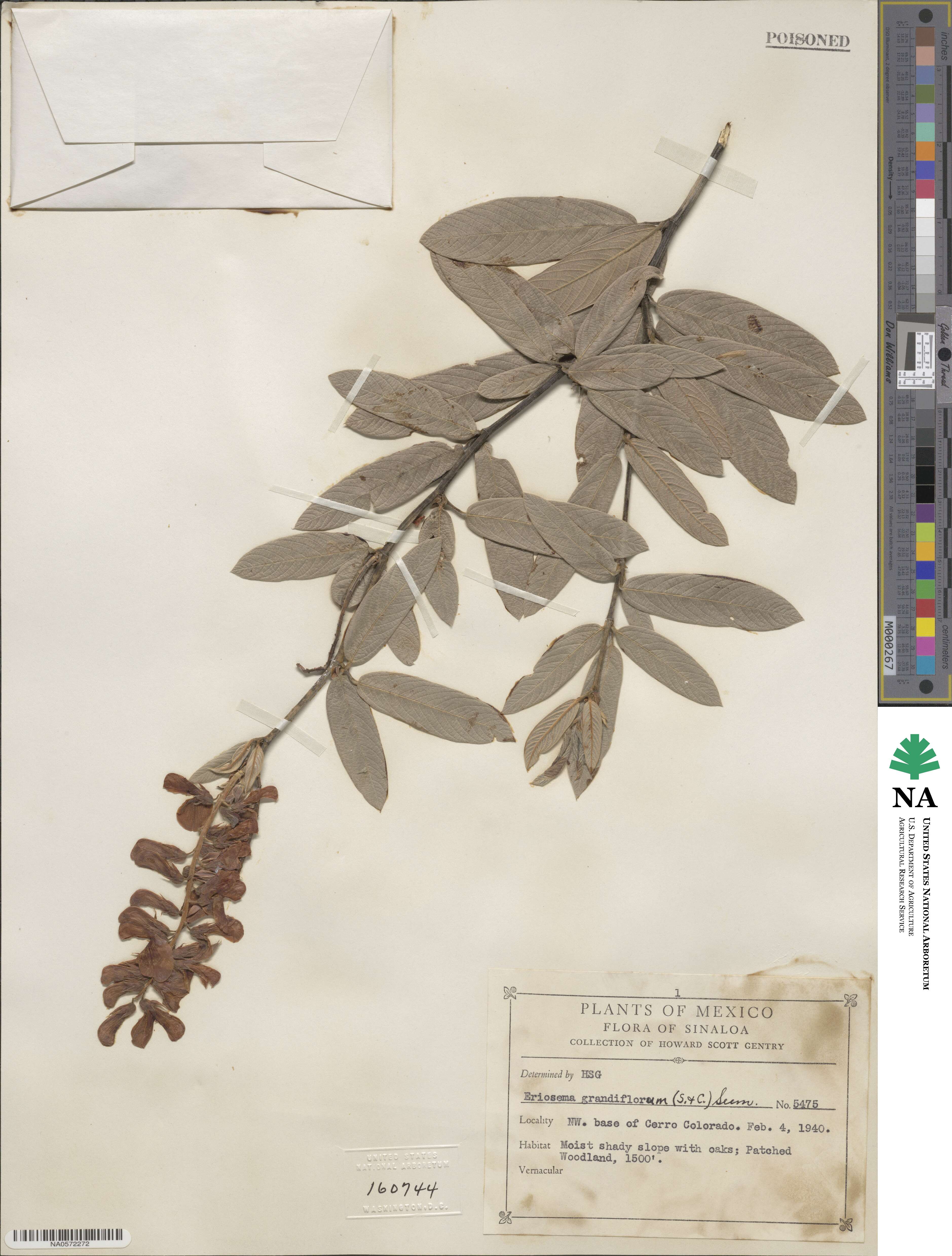 Eriosema grandiflorum image