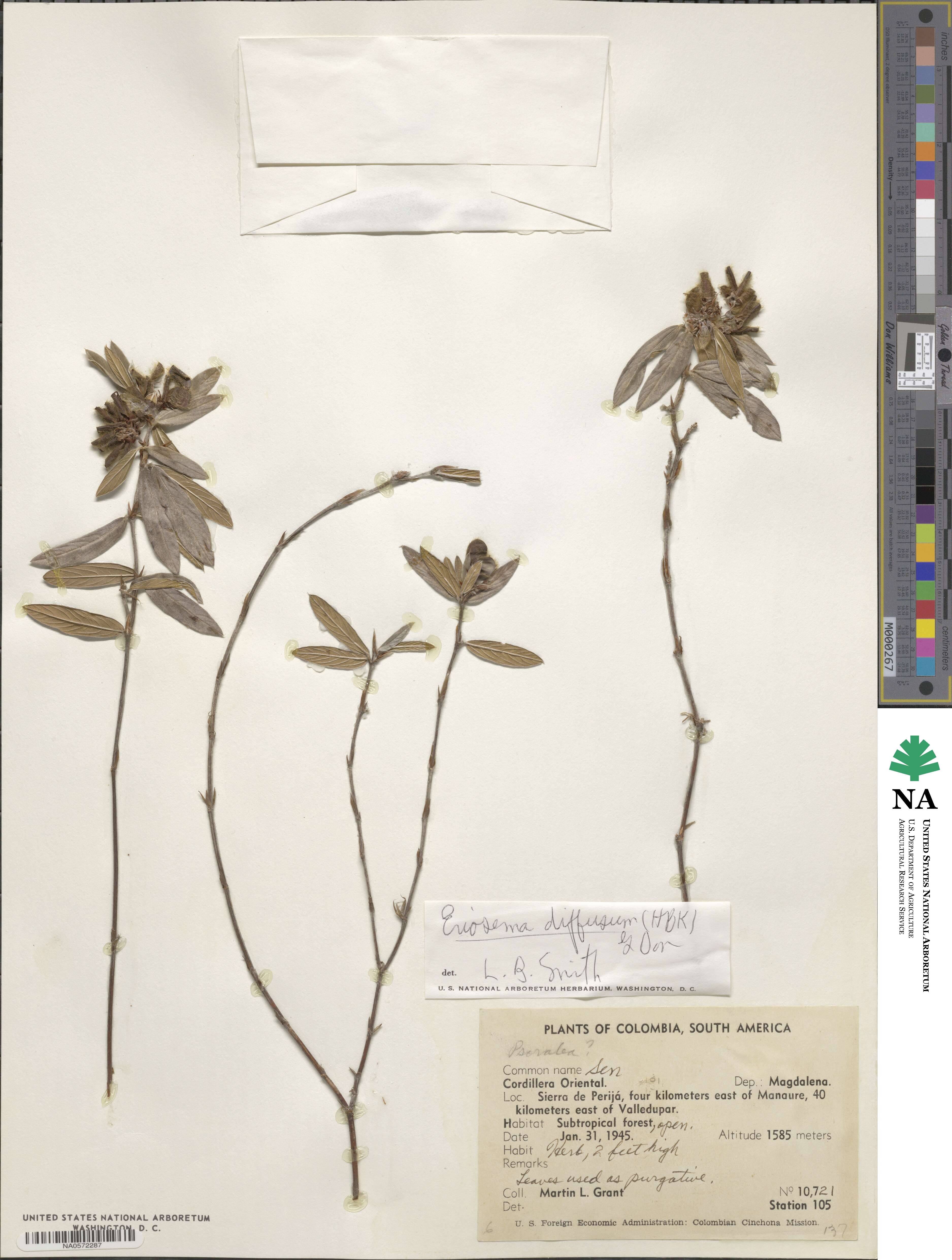 Eriosema diffusum image