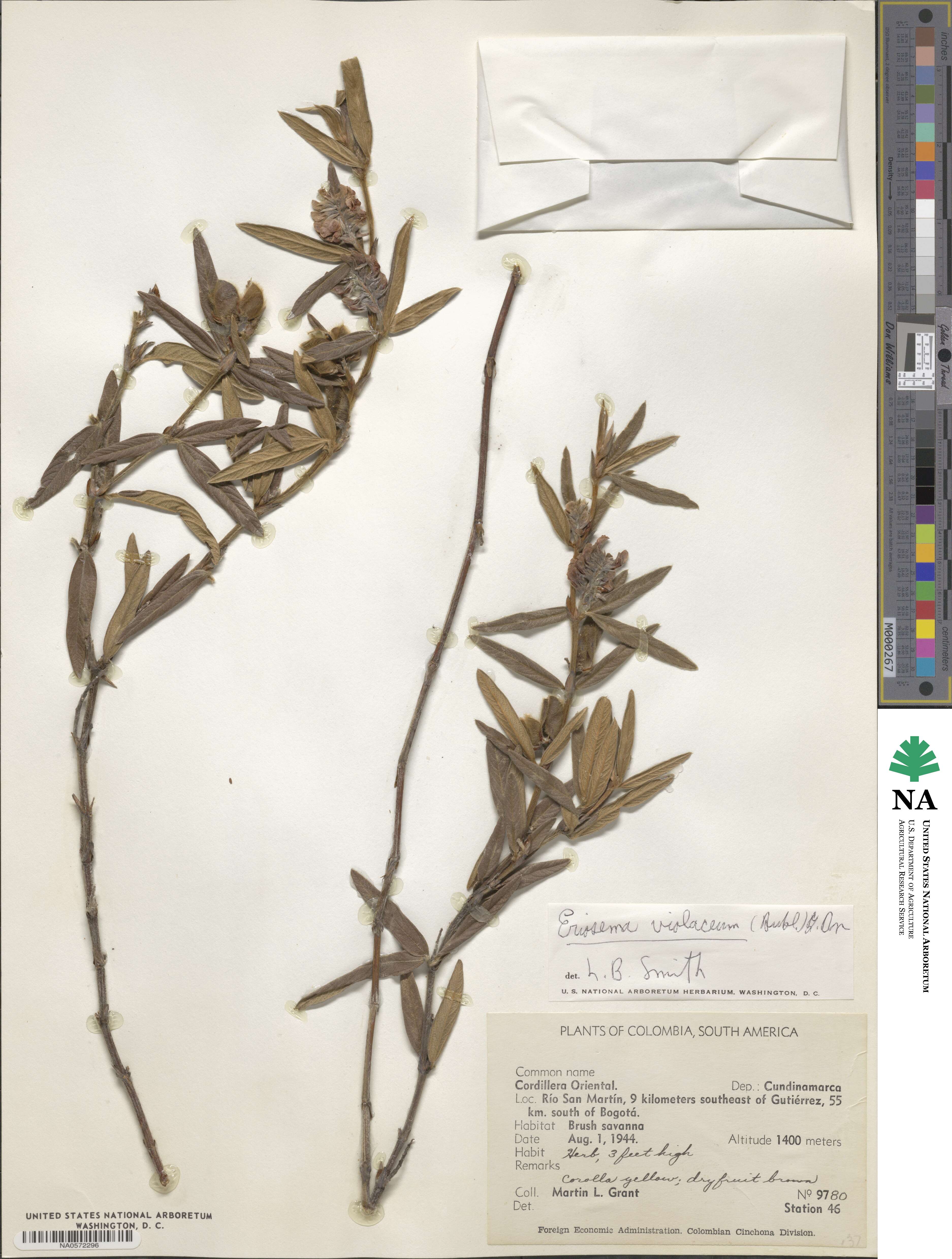 Eriosema violaceum image