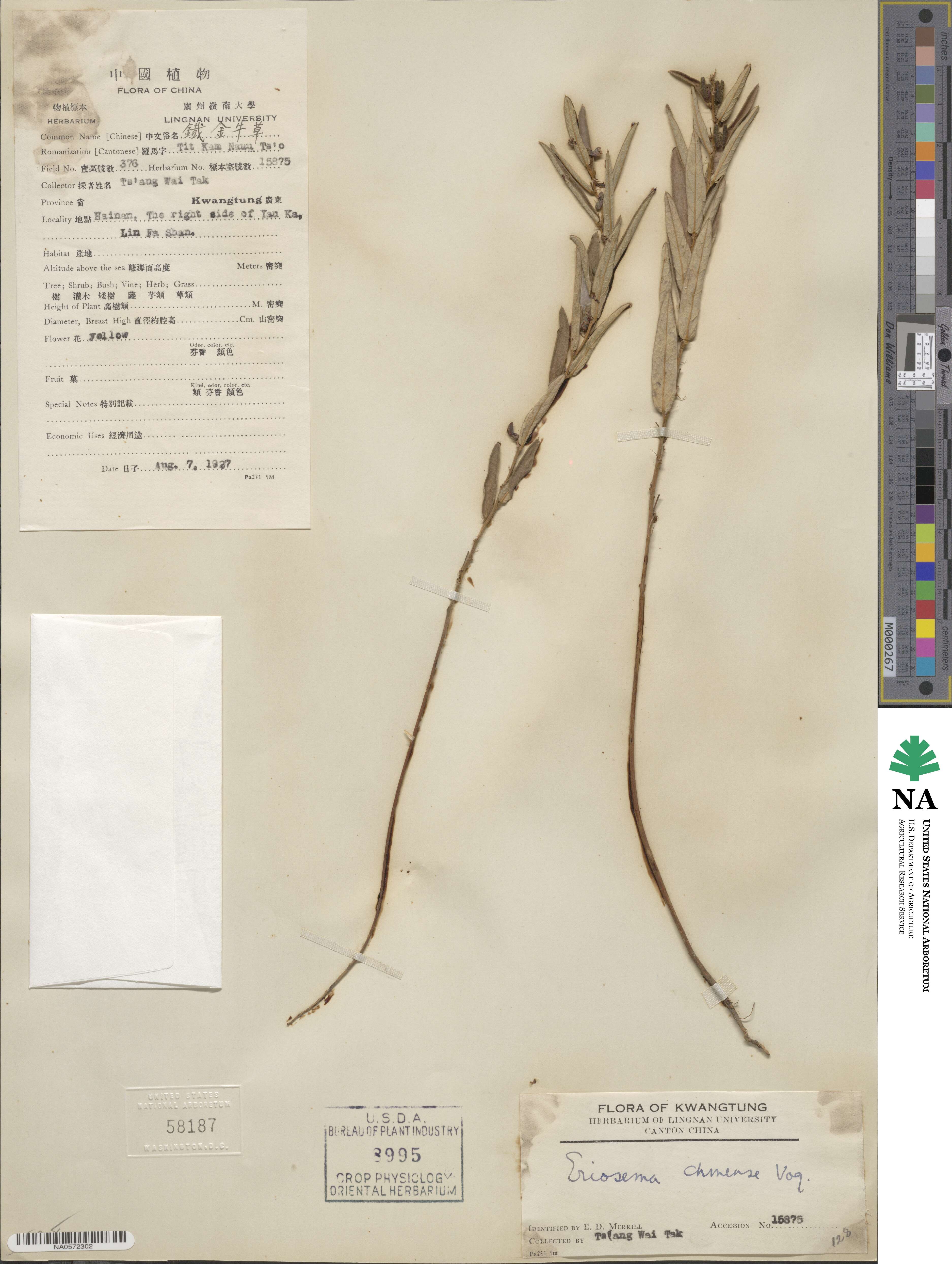 Eriosema chinense image