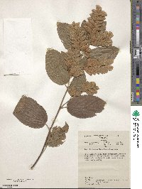 Flemingia strobilifera image