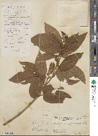 Flemingia macrophylla image