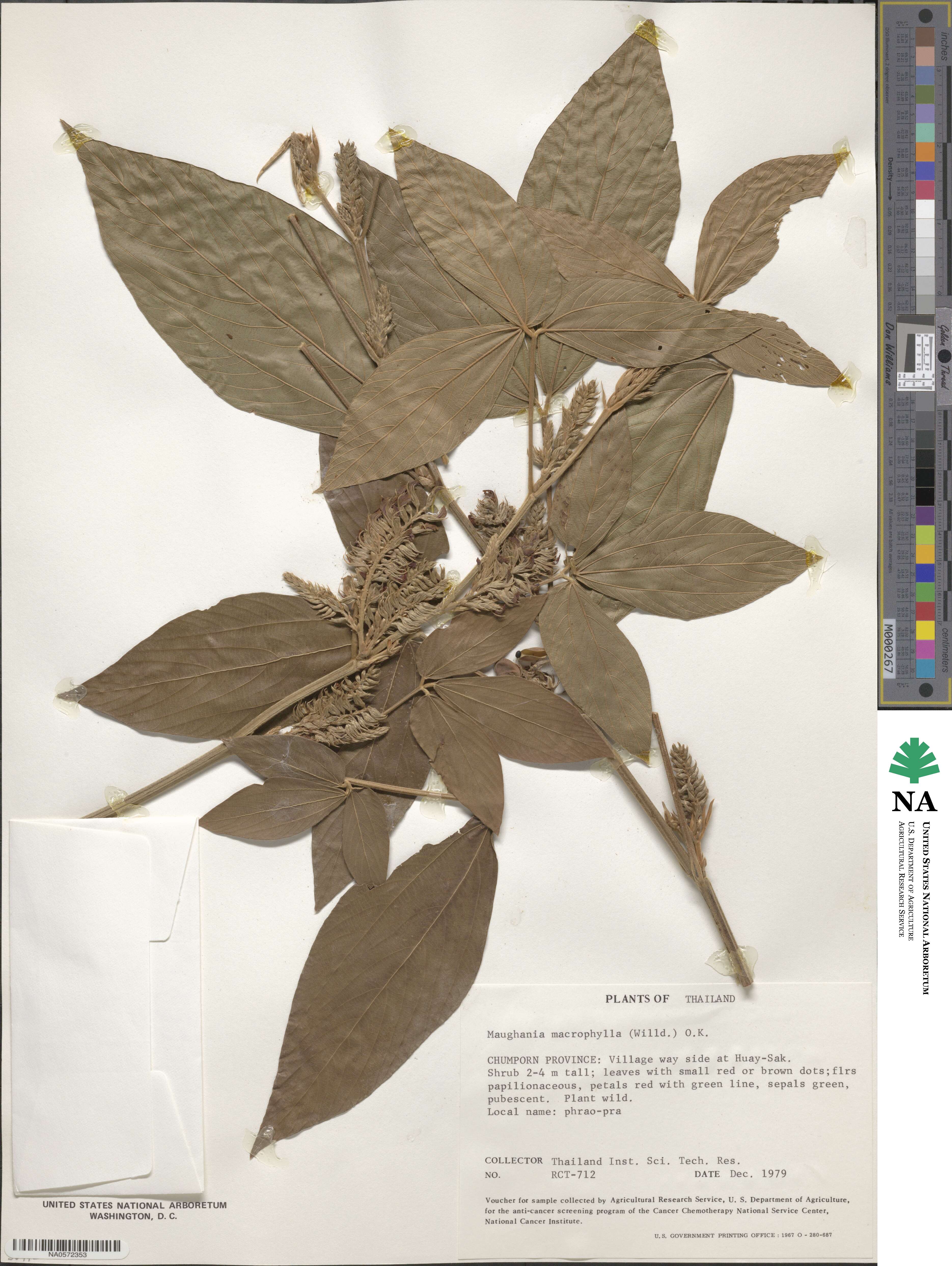 Flemingia macrophylla image