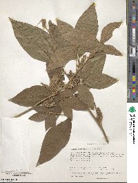 Flemingia macrophylla image