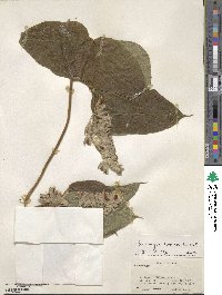 Flemingia paniculata image