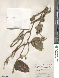 Flemingia paniculata image