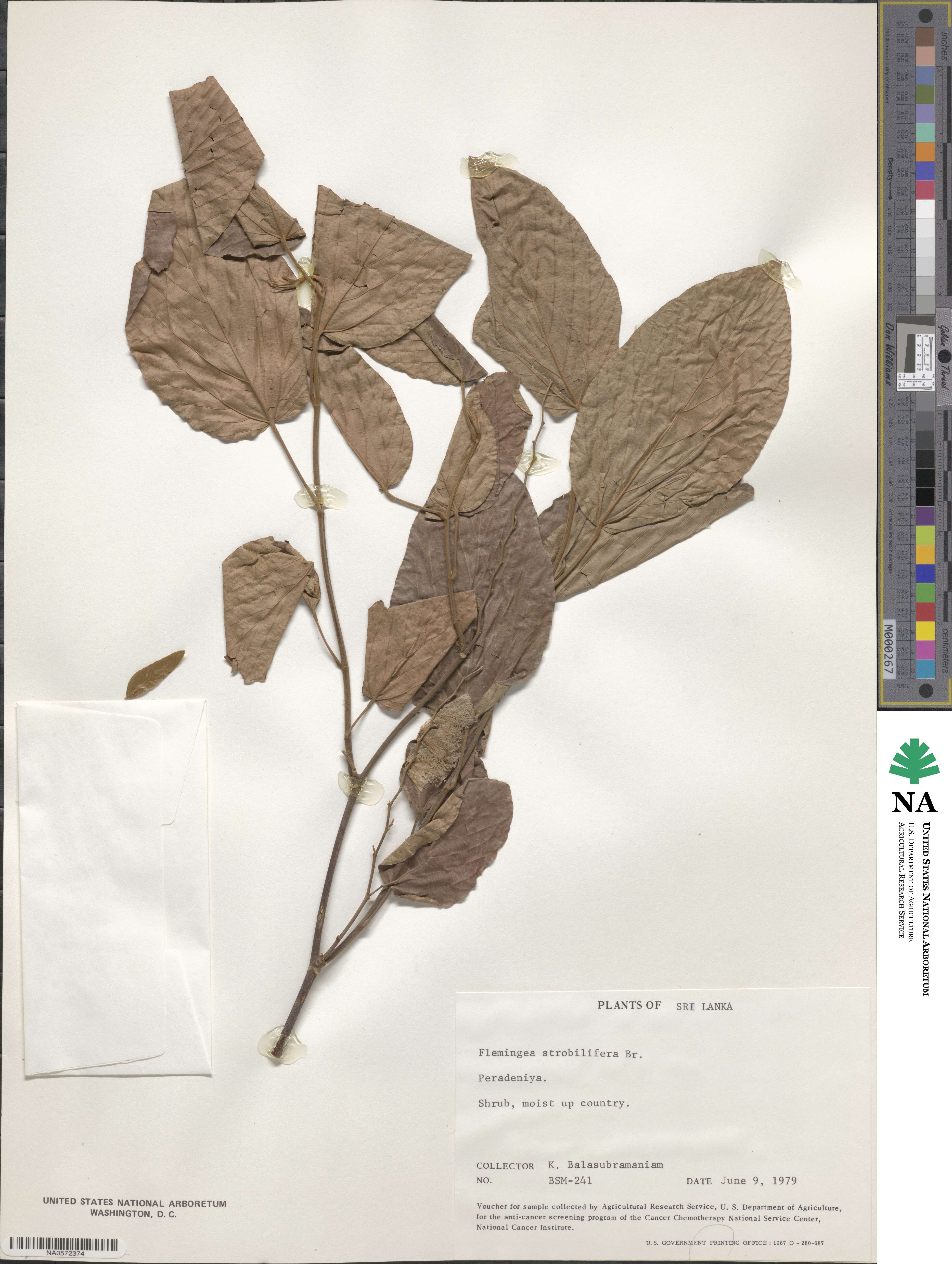 Flemingia image