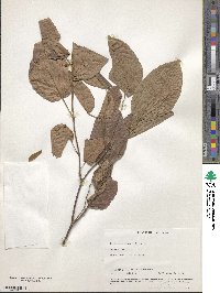 Flemingia strobilifera image