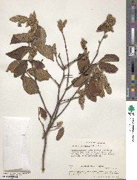 Flemingia grahamiana image