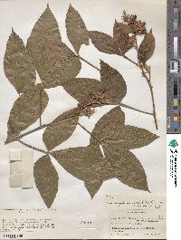 Flemingia macrophylla image