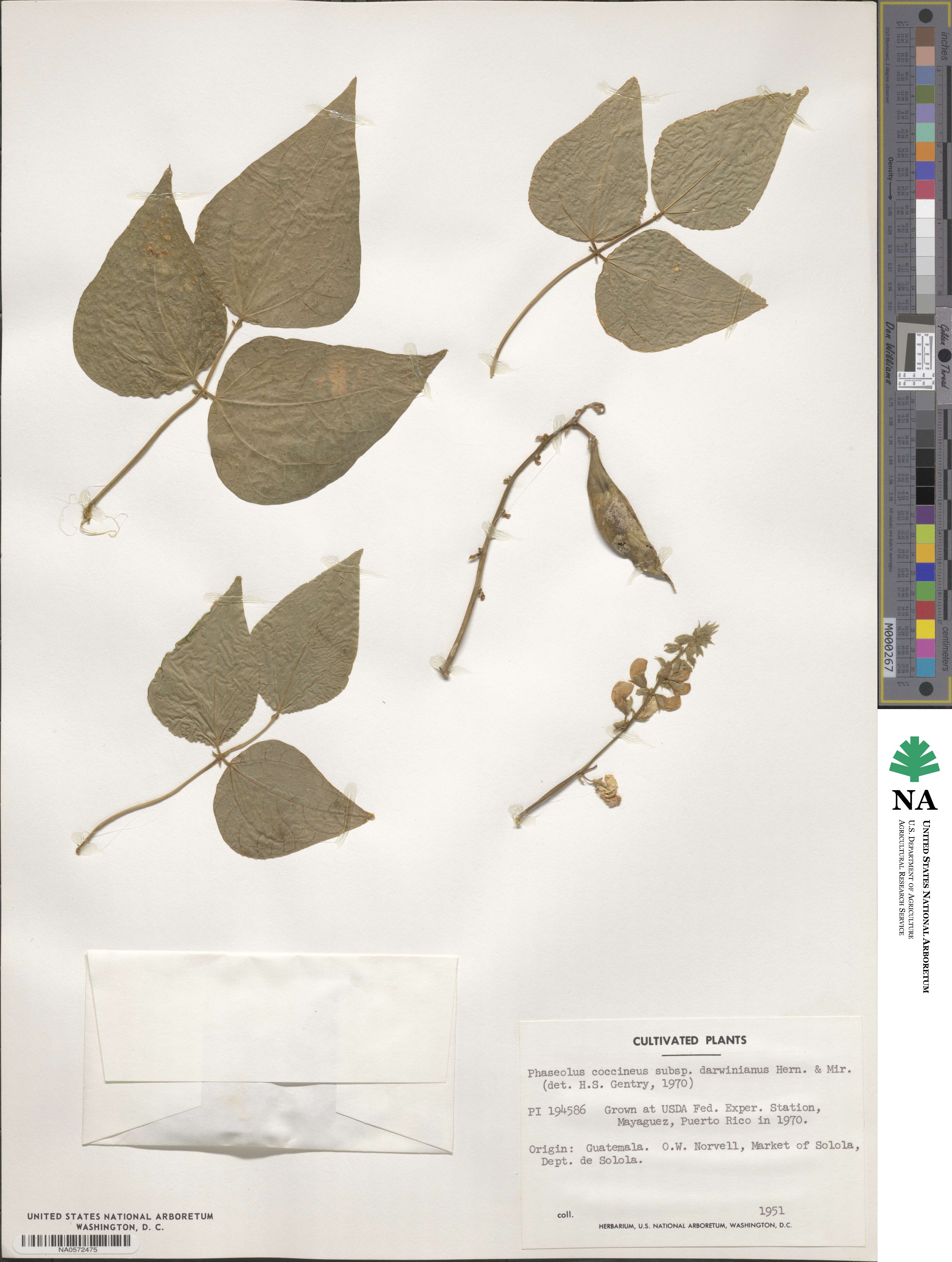 Phaseolus coccineus subsp. darwinianus image