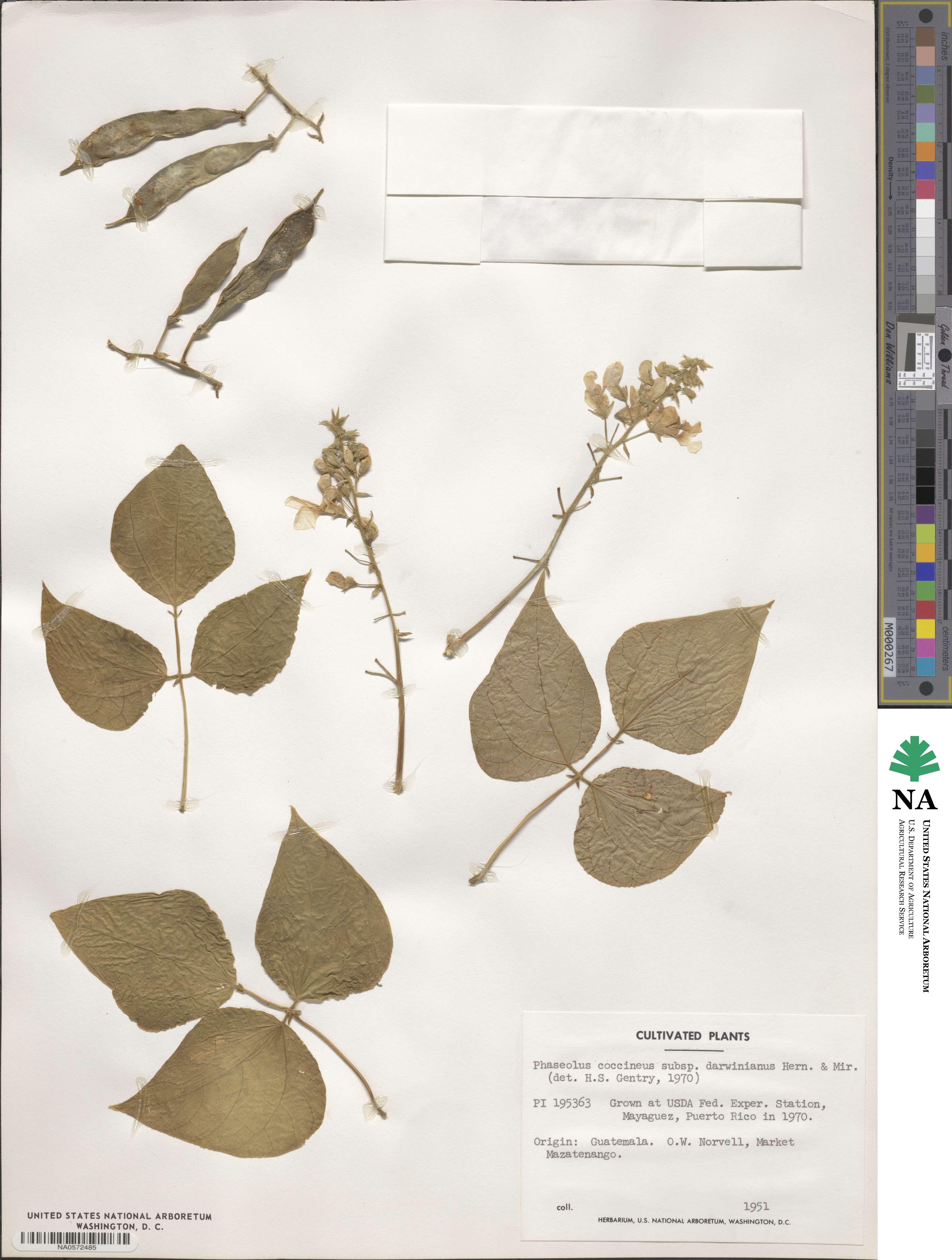 Phaseolus coccineus image