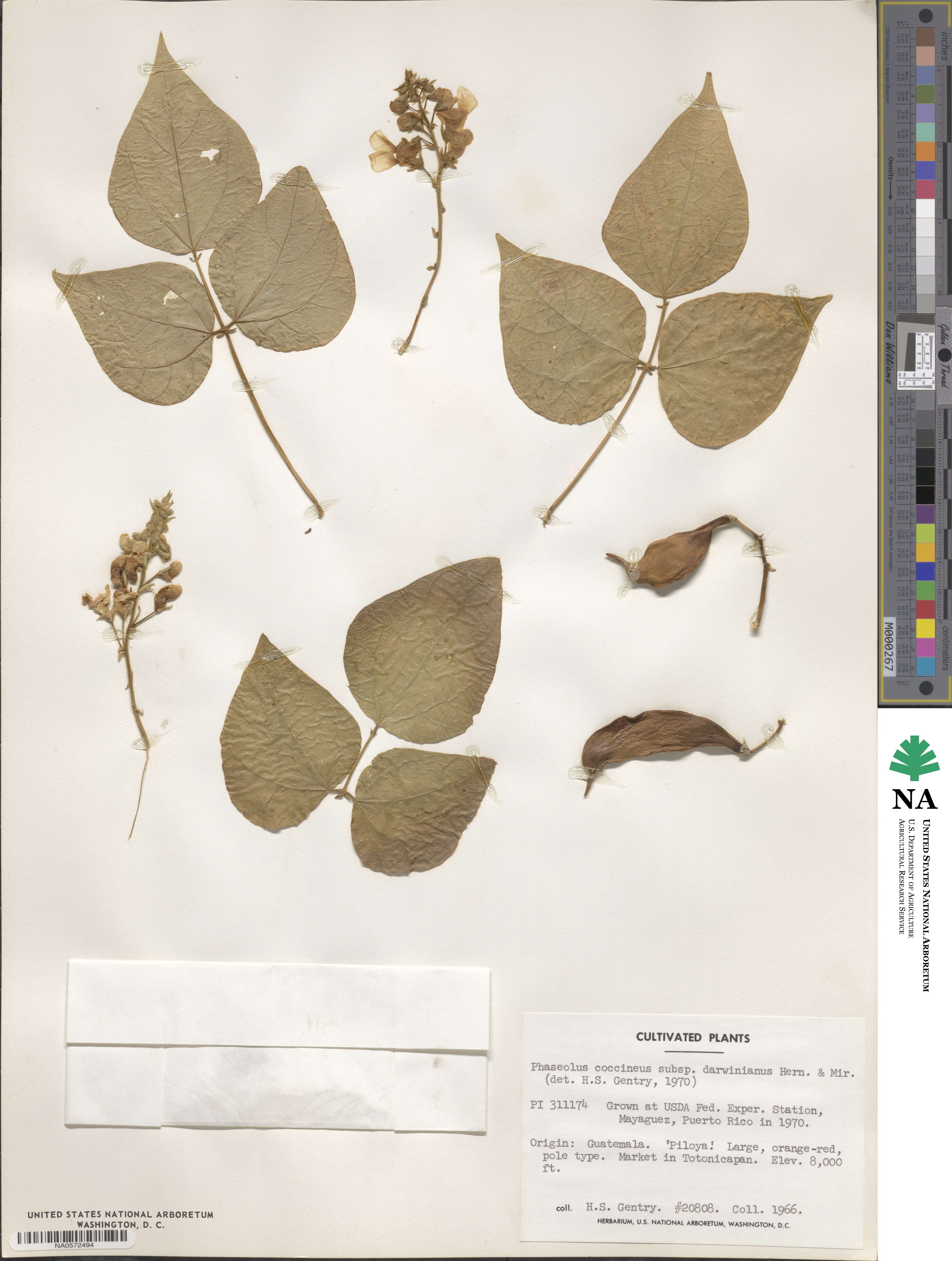 Phaseolus coccineus subsp. darwinianus image