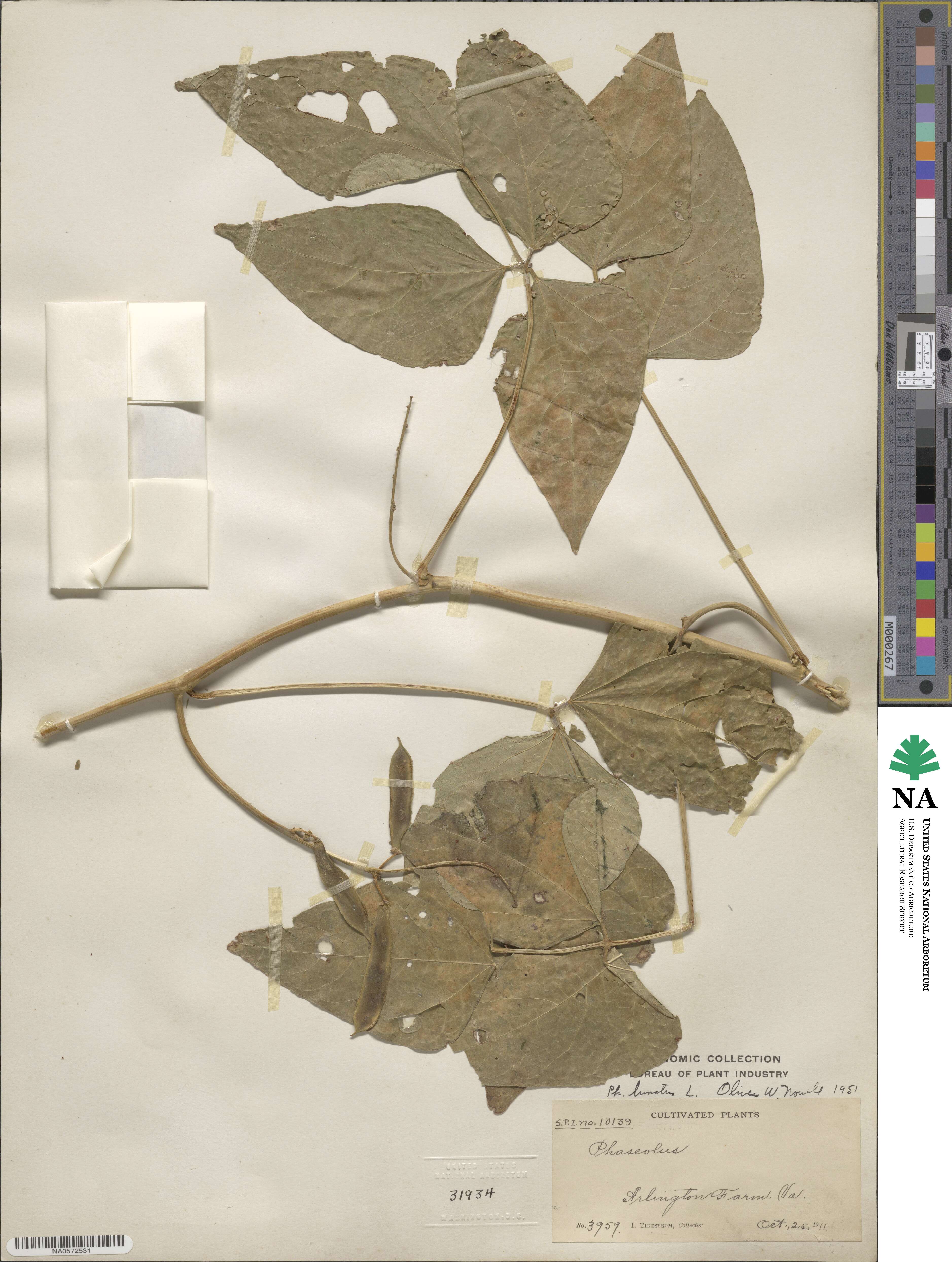 Phaseolus lunatus image