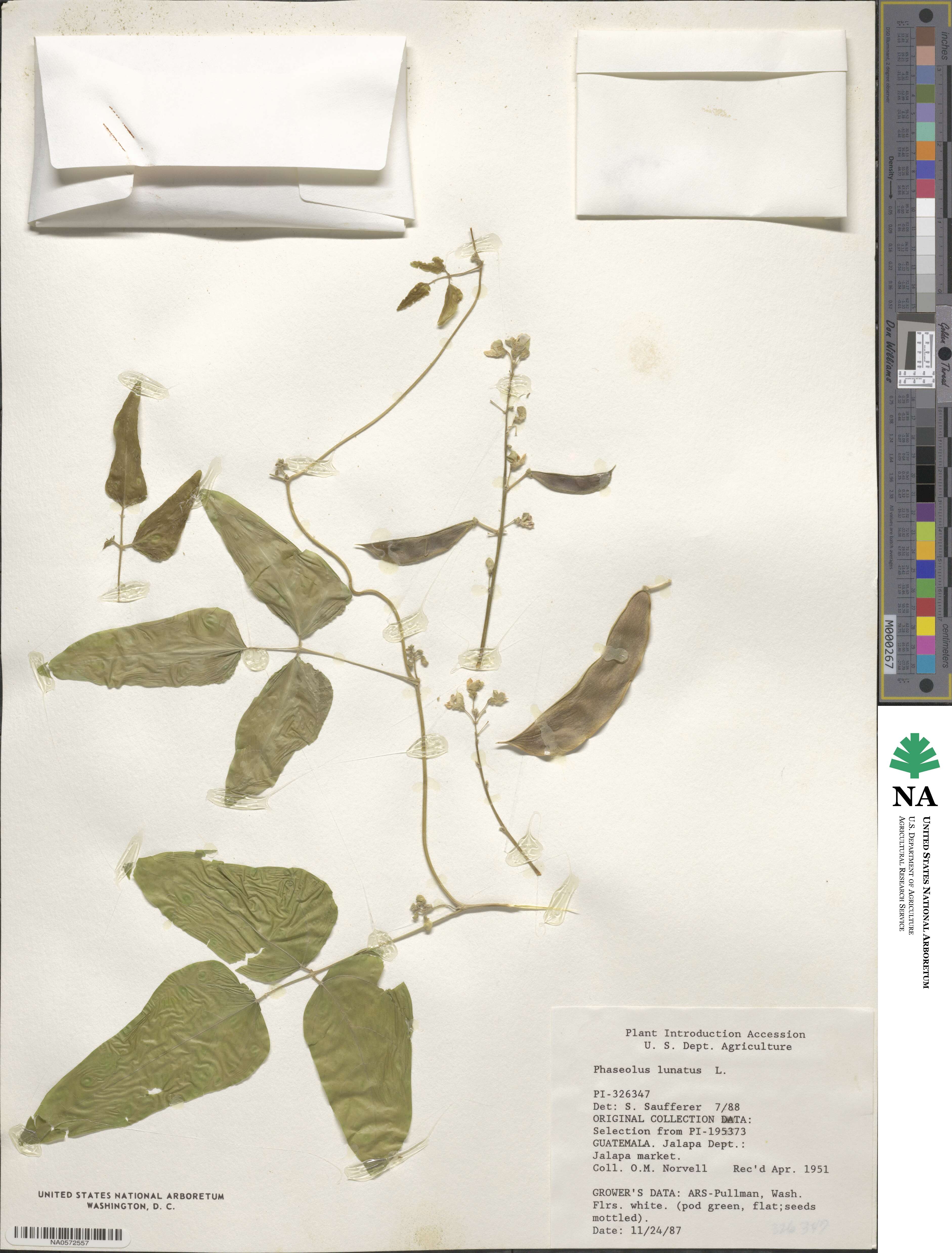 Phaseolus lunatus image