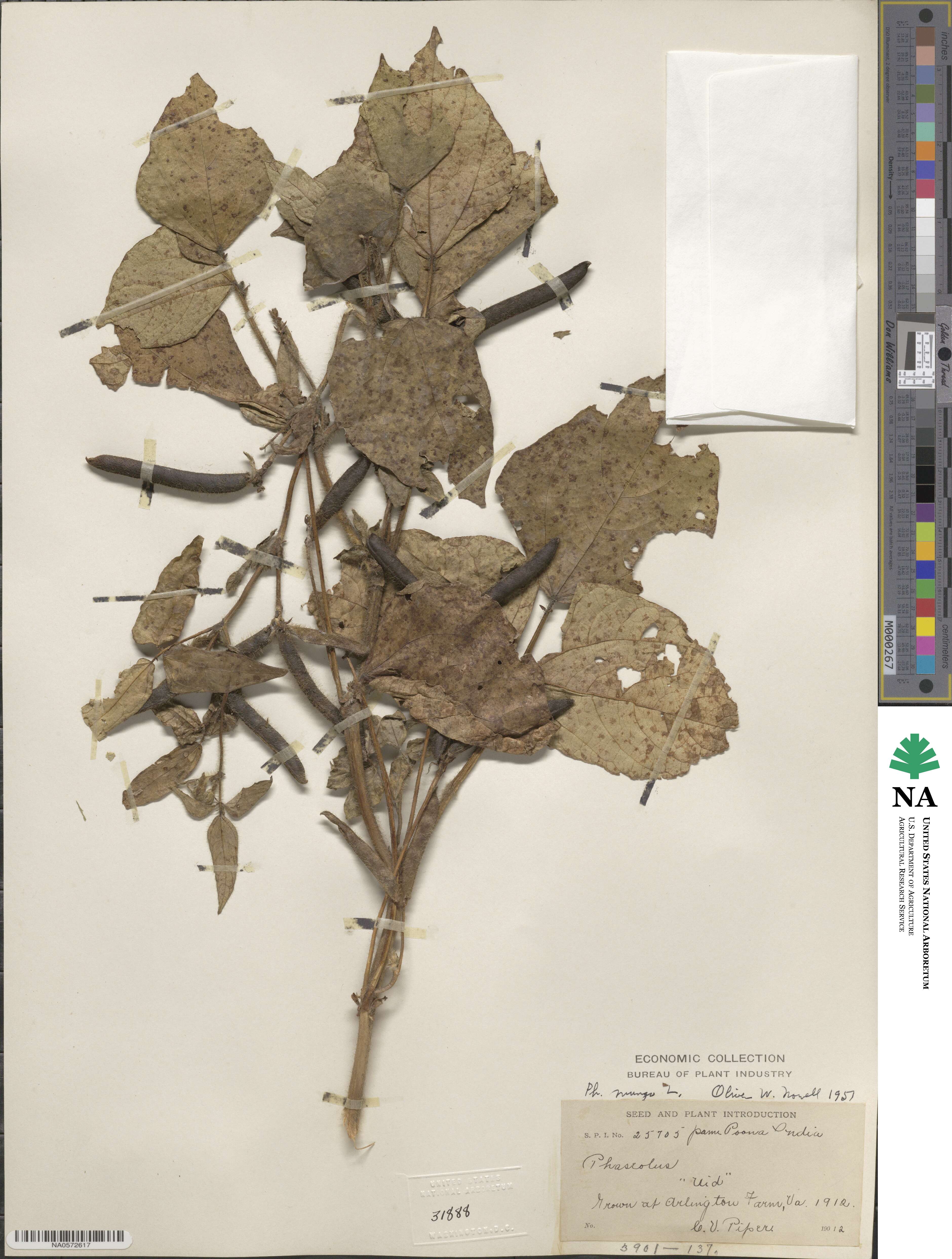 Vigna mungo image