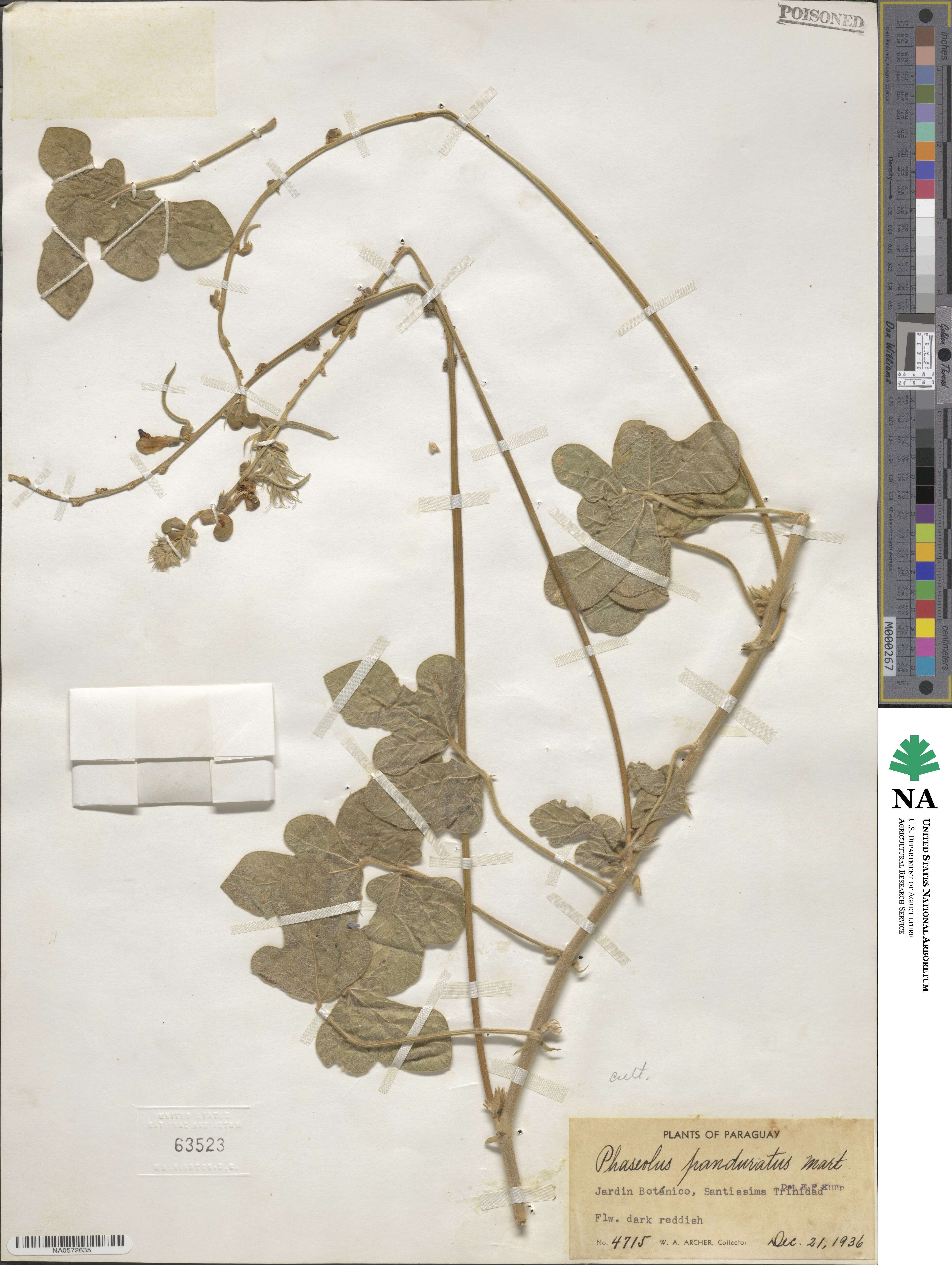 Macroptilium image