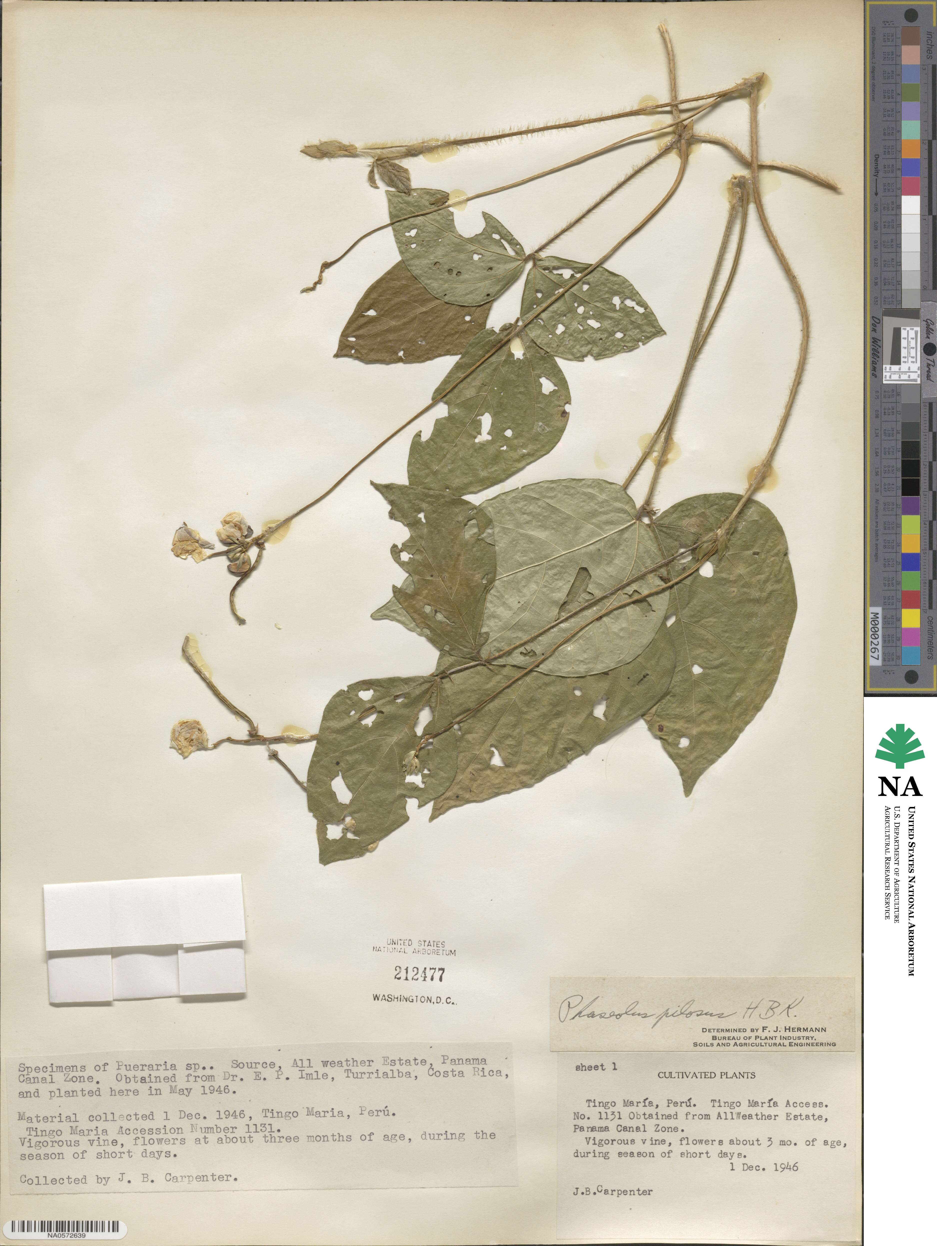 Vigna lasiocarpa image