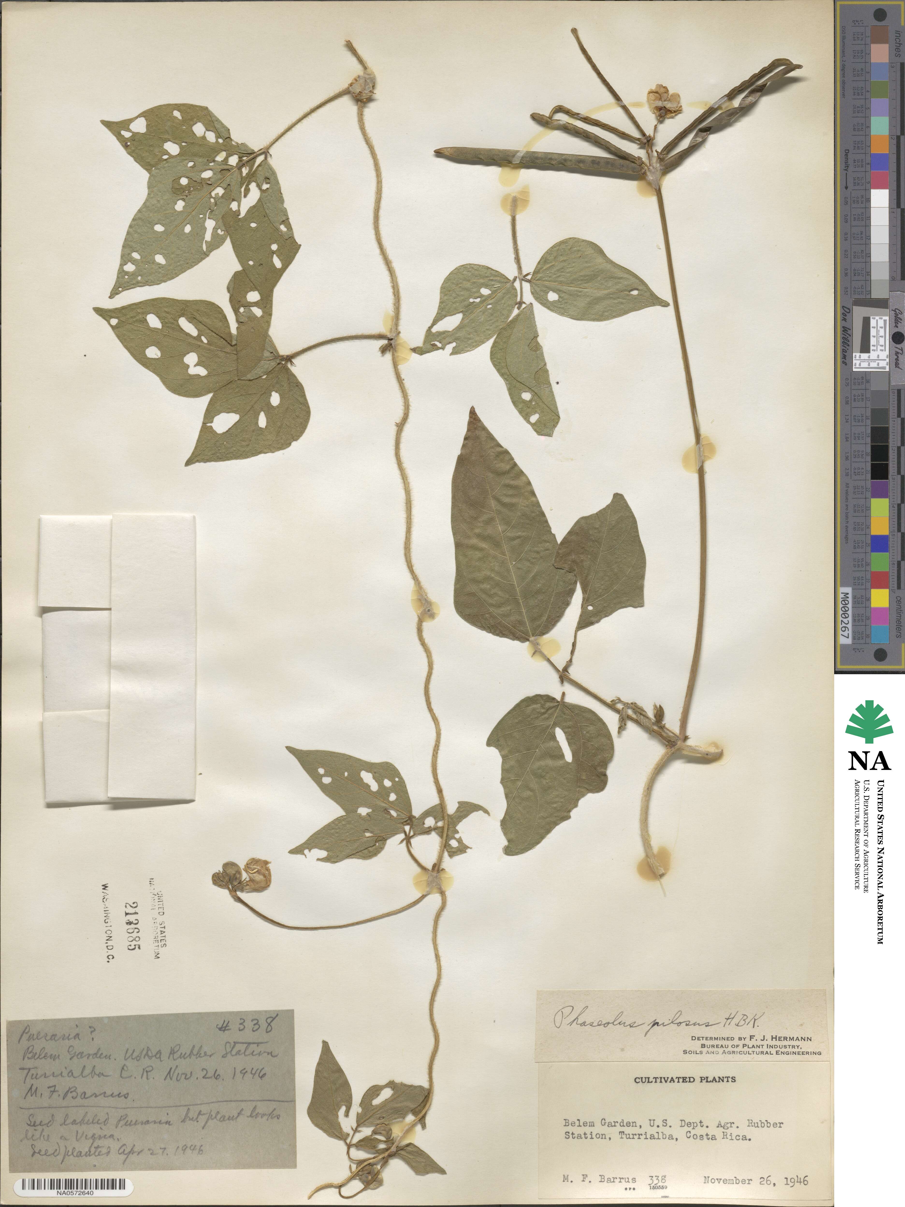 Vigna lasiocarpa image