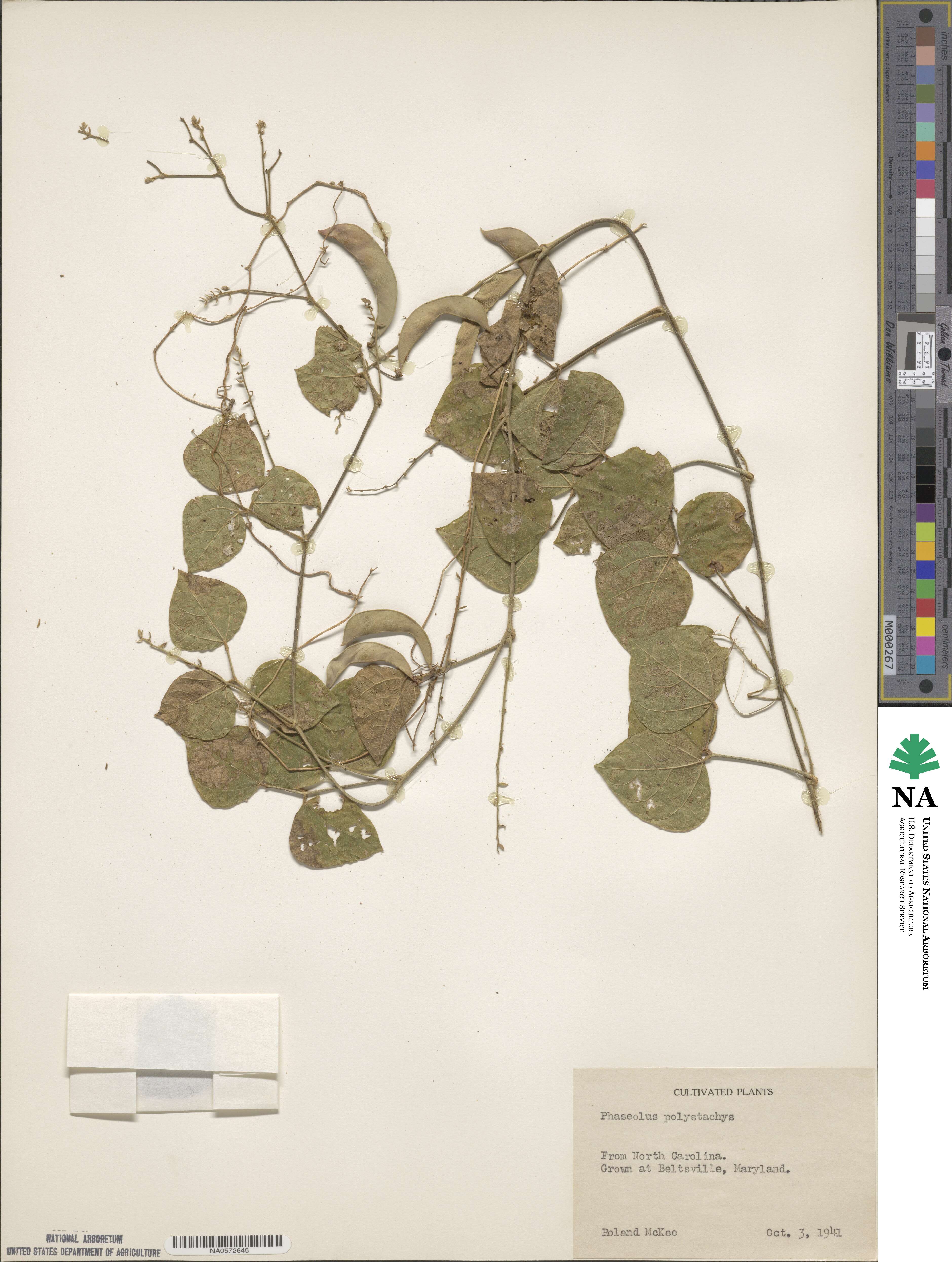 Phaseolus polystachios image