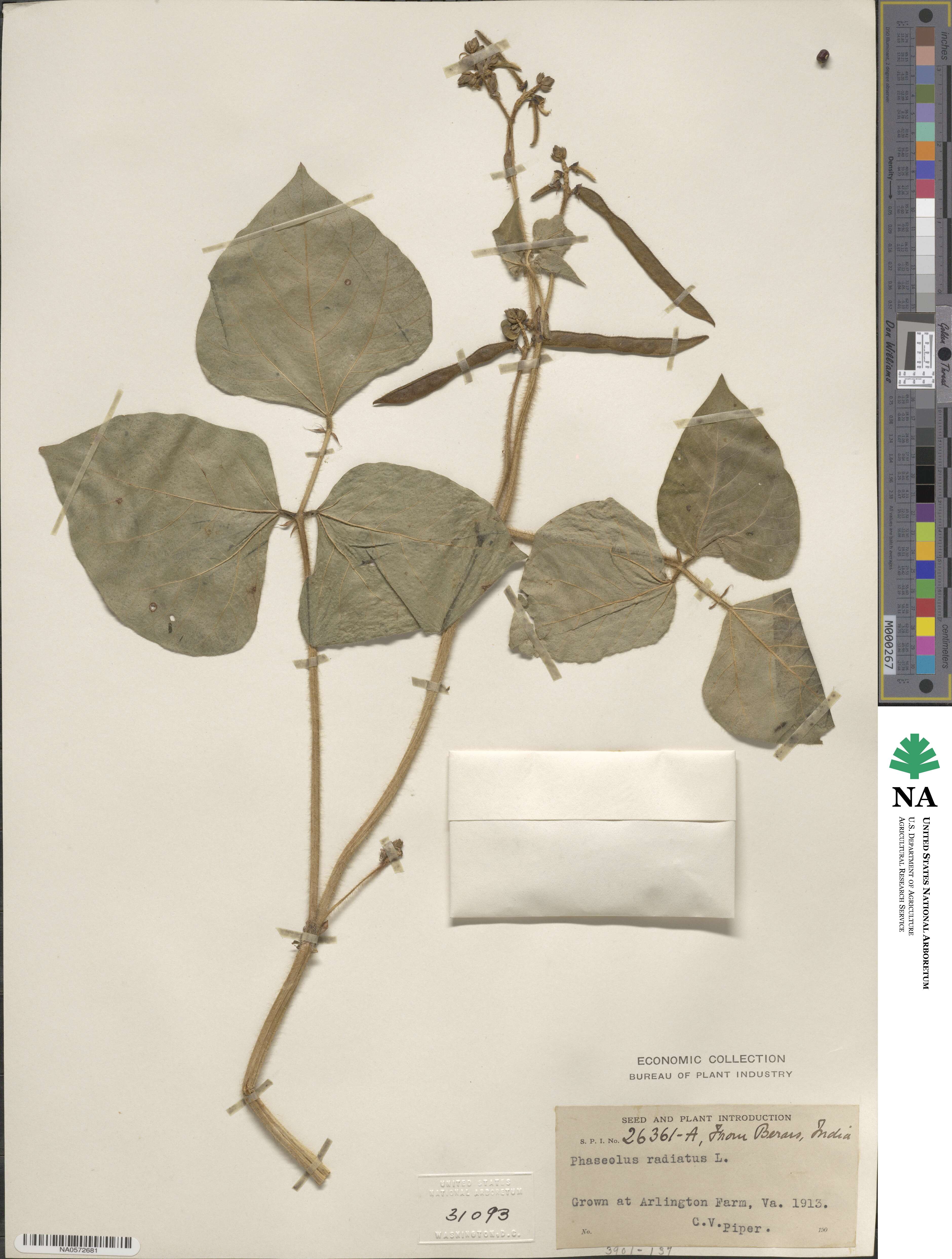 Vigna radiata image
