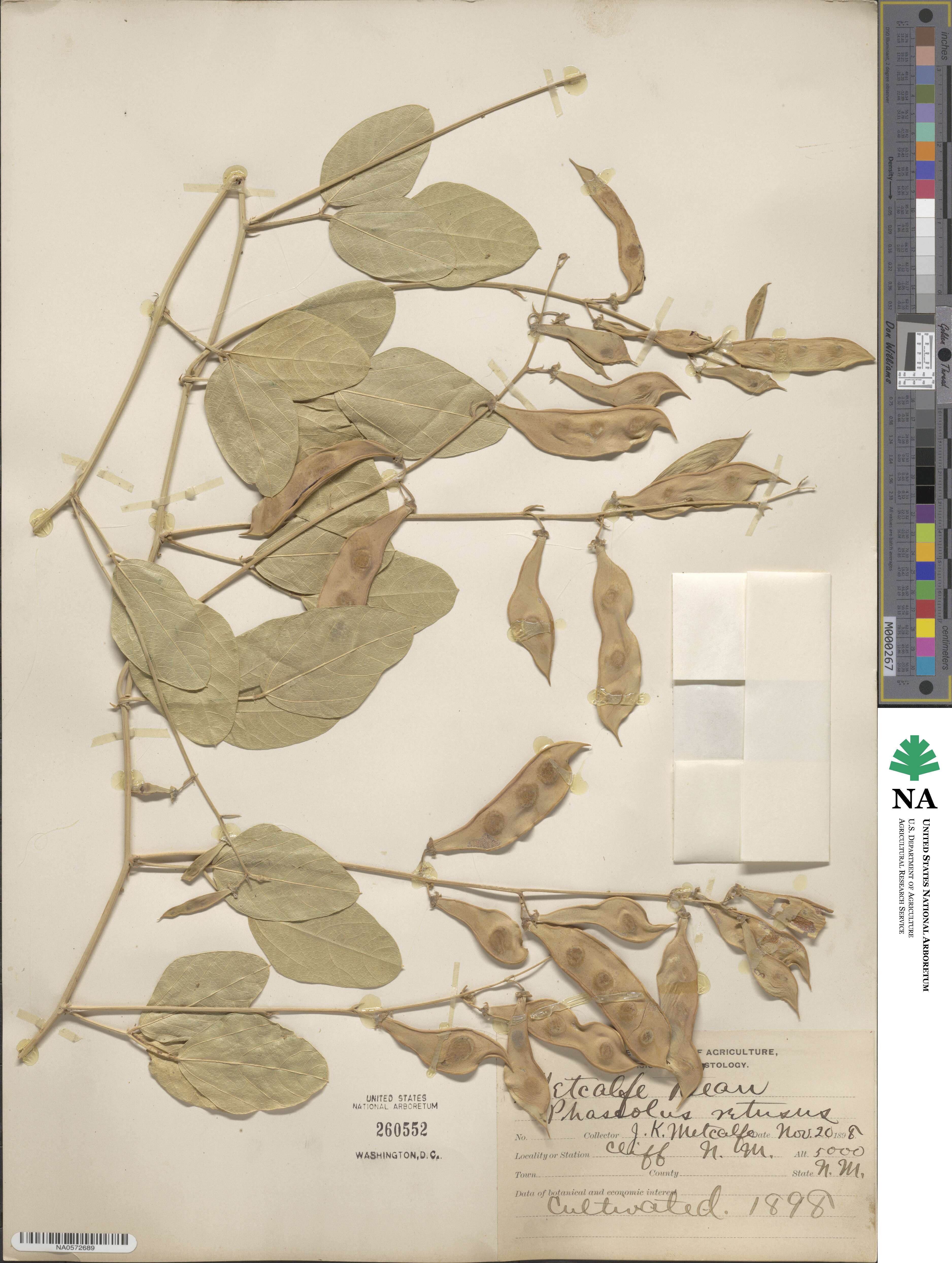 Phaseolus maculatus subsp. maculatus image