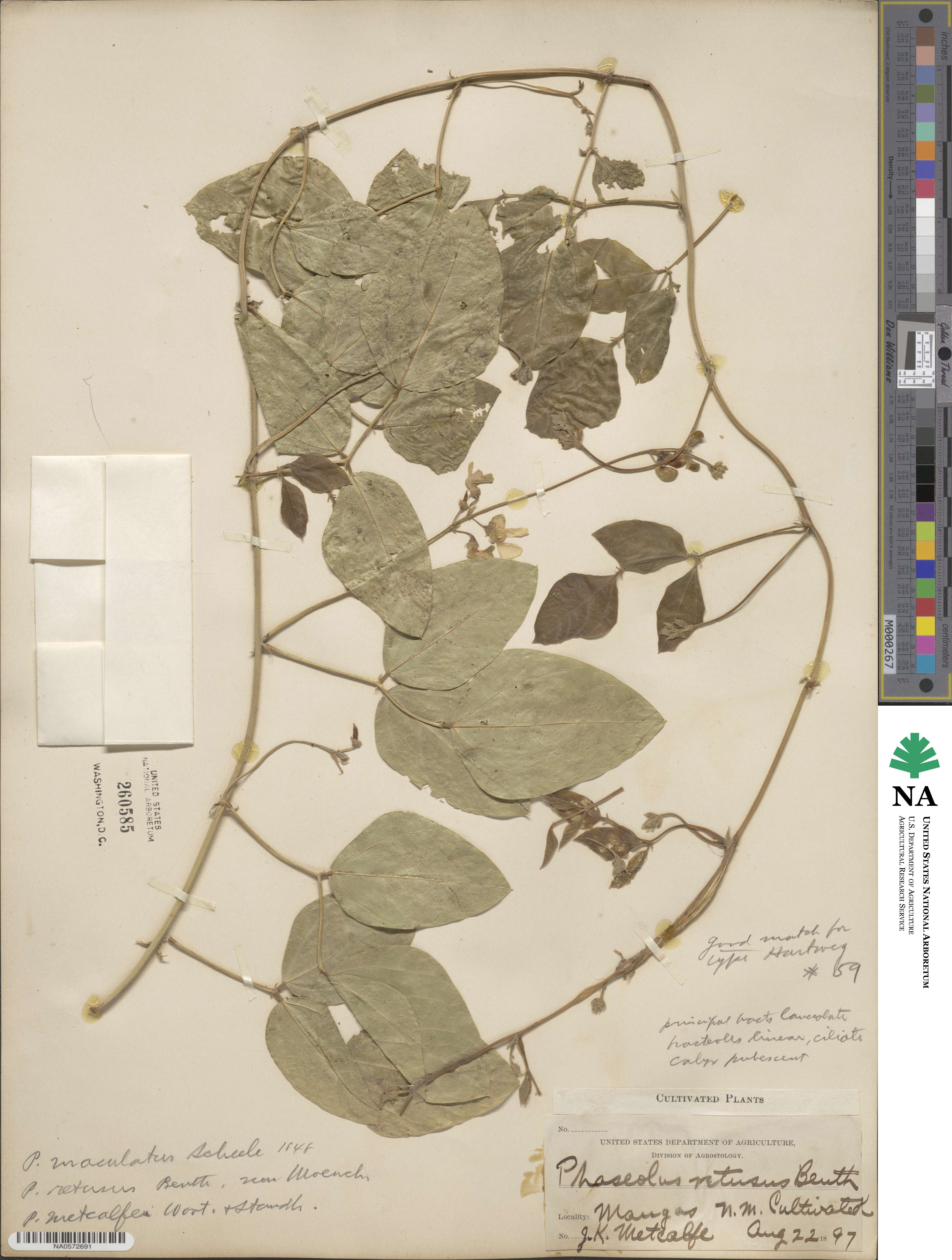 Phaseolus maculatus subsp. maculatus image