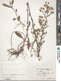 Symphyotrichum dumosum image