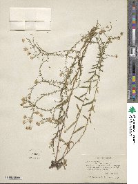 Symphyotrichum dumosum image