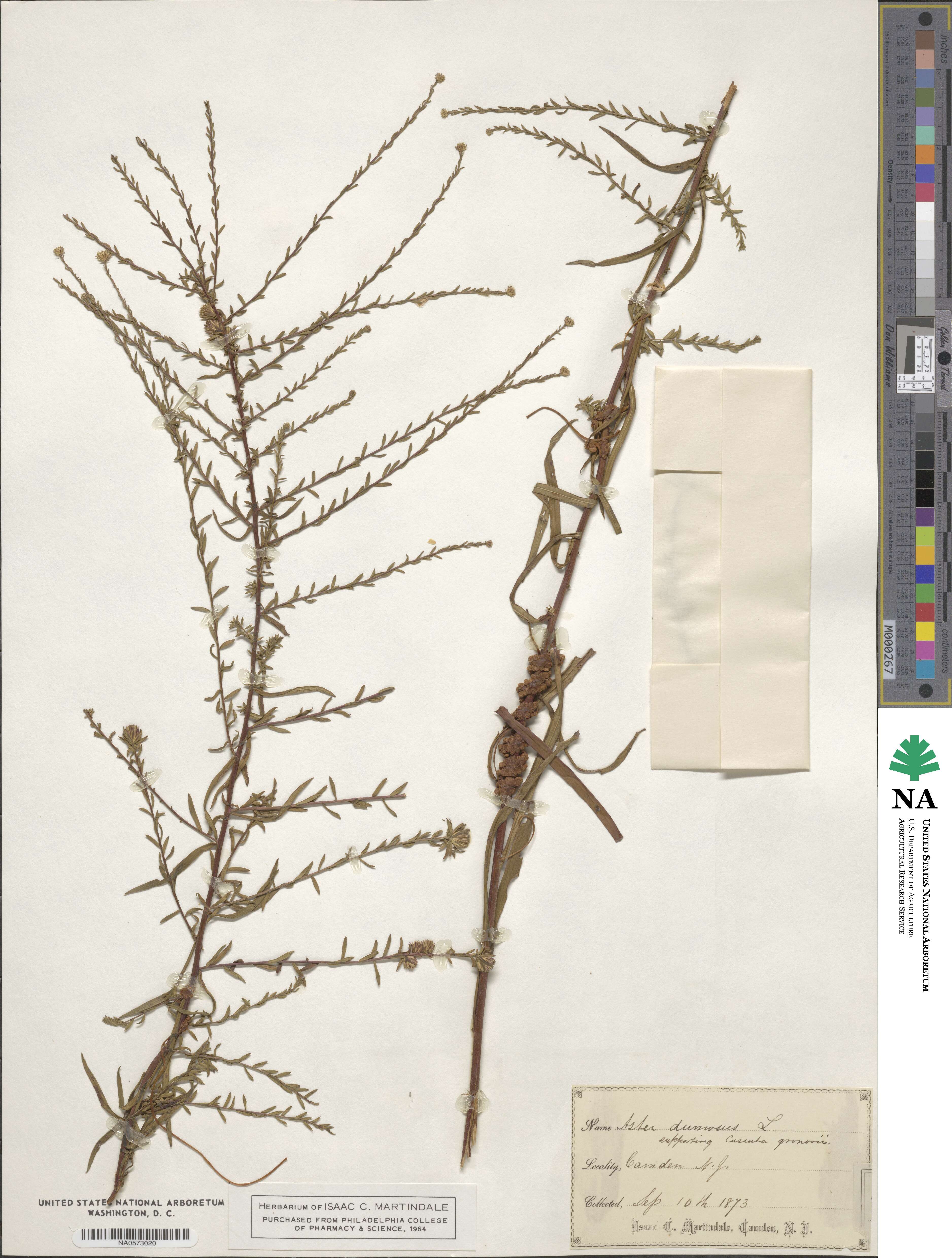 Symphyotrichum dumosum image