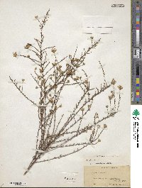 Symphyotrichum dumosum image